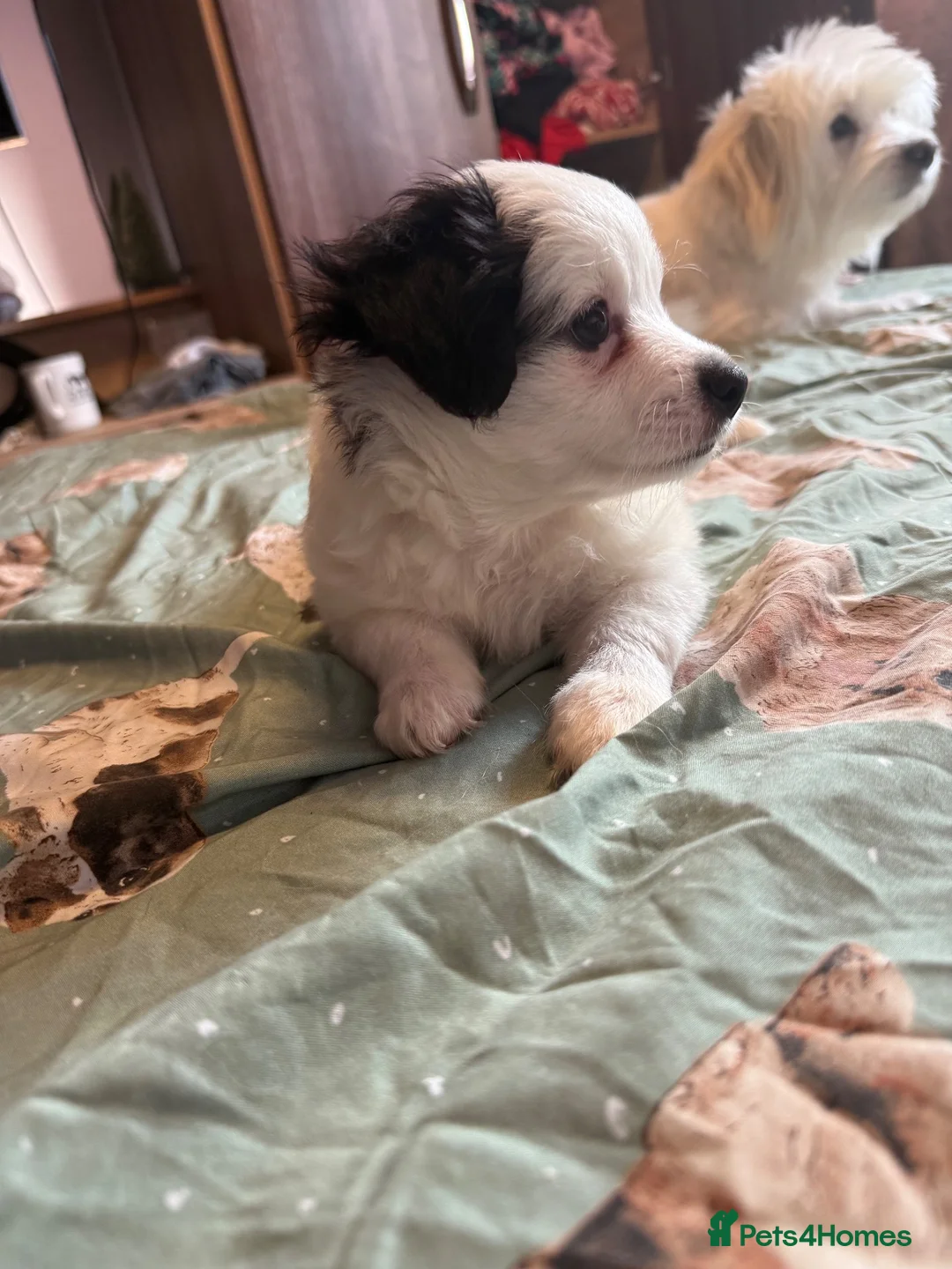 Mixed Breed dogs for sale: Bichon Maltese - Advert 8