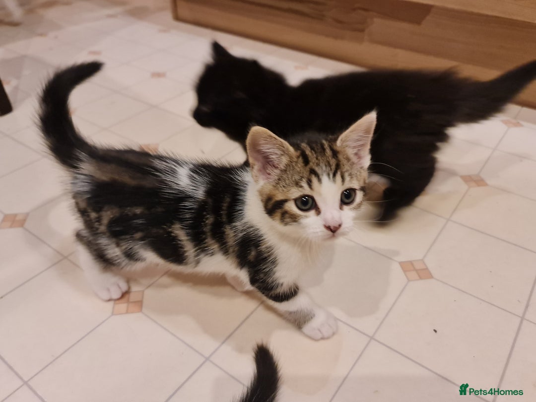 Mixed Breed cats for sale: ***Five Kittens For Sale*** - Advert 9