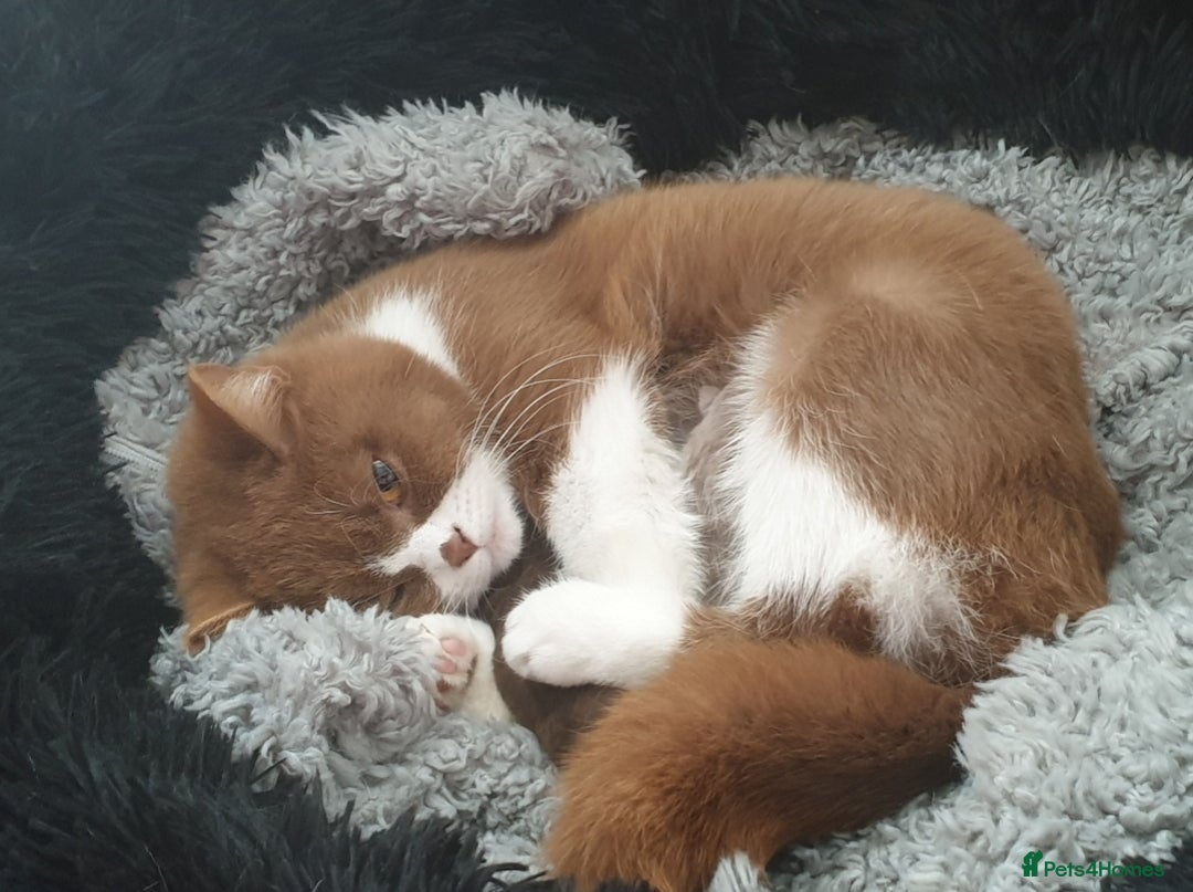 British Shorthair cats for sale: Adult girls seeking new homes. - Image 2
