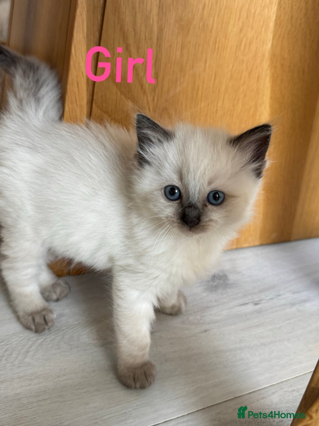 Ragdoll cats for sale: Ragdoll kittens  - Image 4