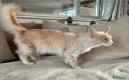 Maine Coon cats for sale: Stunning cream/white Maine coon boy  - Image 5