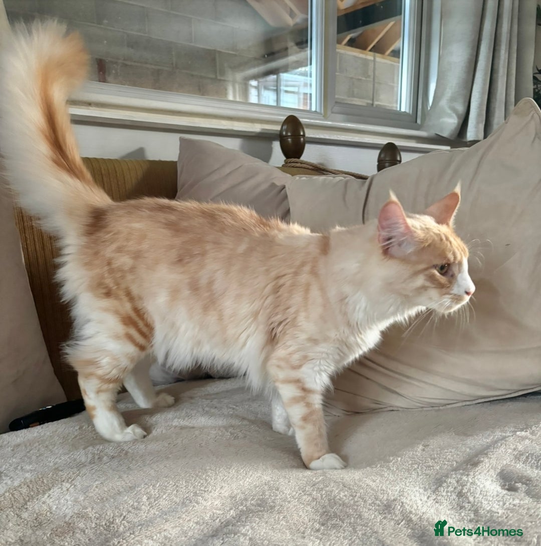 Maine Coon cats for sale: Stunning cream/white Maine coon boy  - Image 5