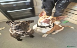 Mixed Breed dogs for sale: MALE FOR REHOMING - Image 6