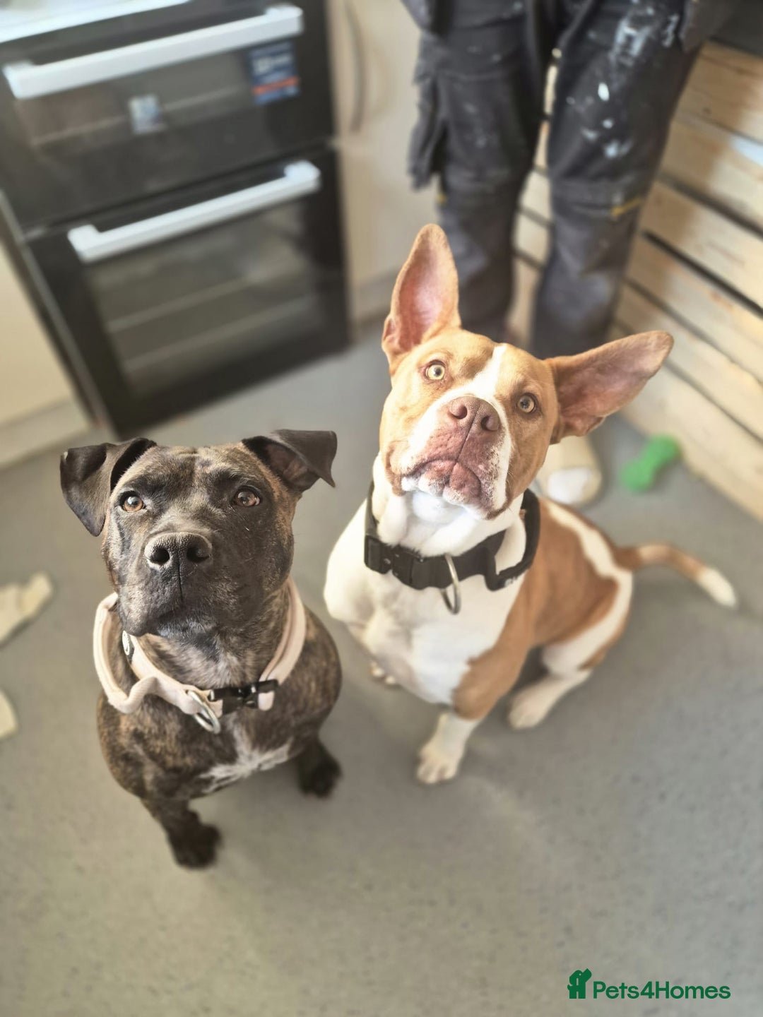 Mixed Breed dogs for sale: MALE FOR REHOMING - Image 6