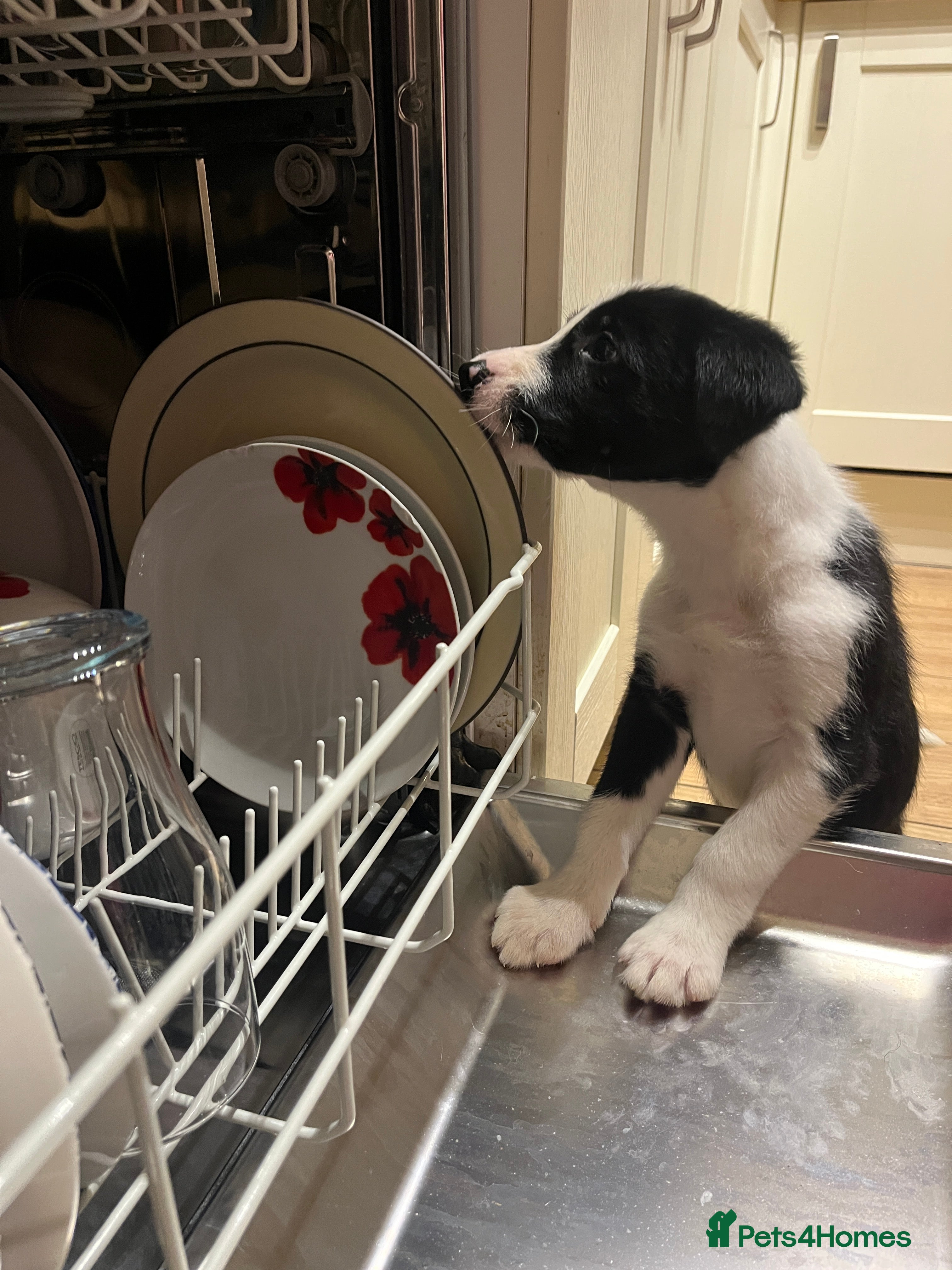 Border Collie dogs 1 male border collie in Llansantffraid - Advert 1