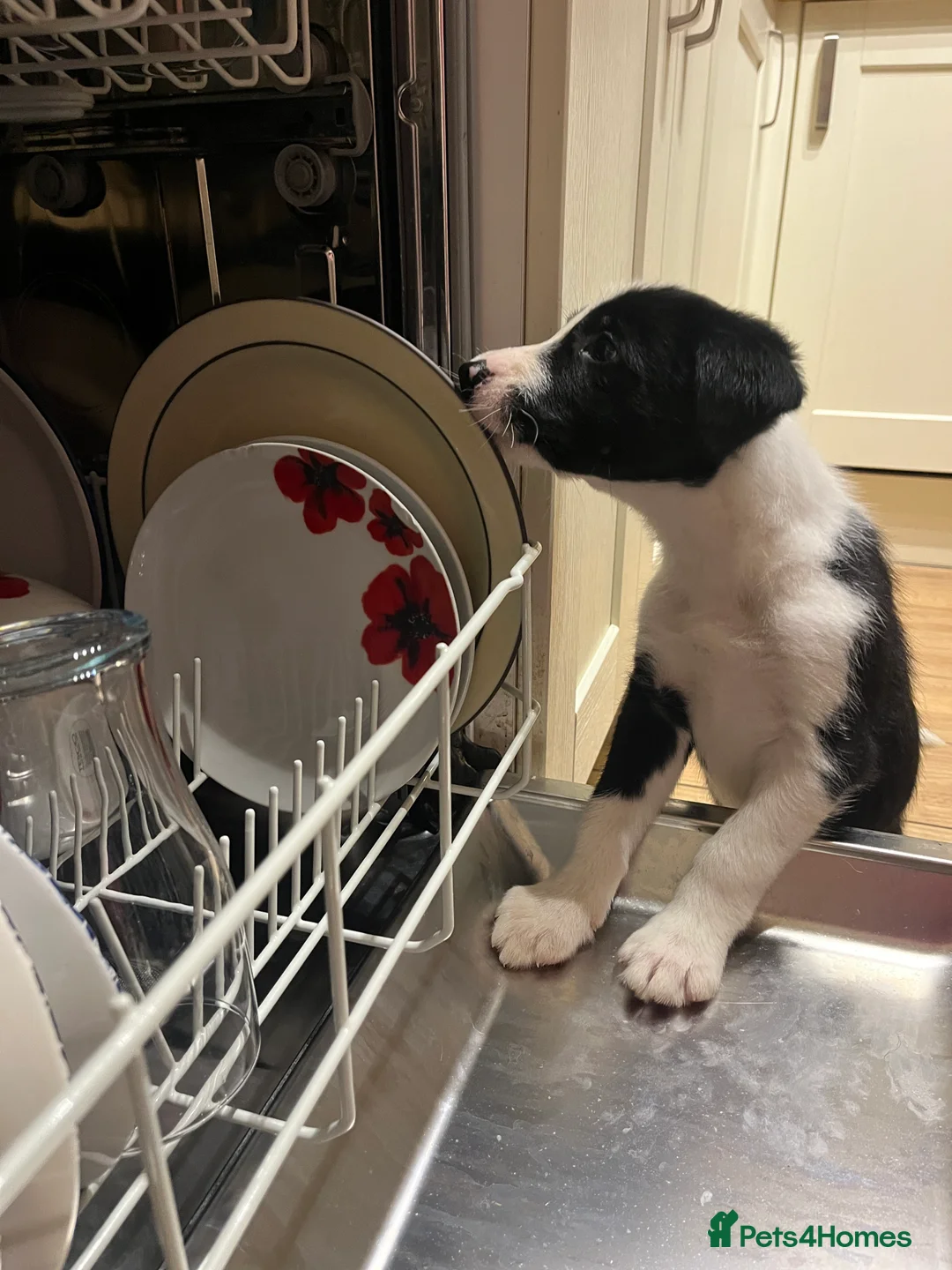 Border Collie dogs for sale: 1 male border collie in Llansantffraid - Advert 1