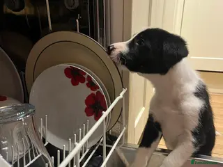 Border Collie dogs 1 male border collie in Llansantffraid - Advert 1