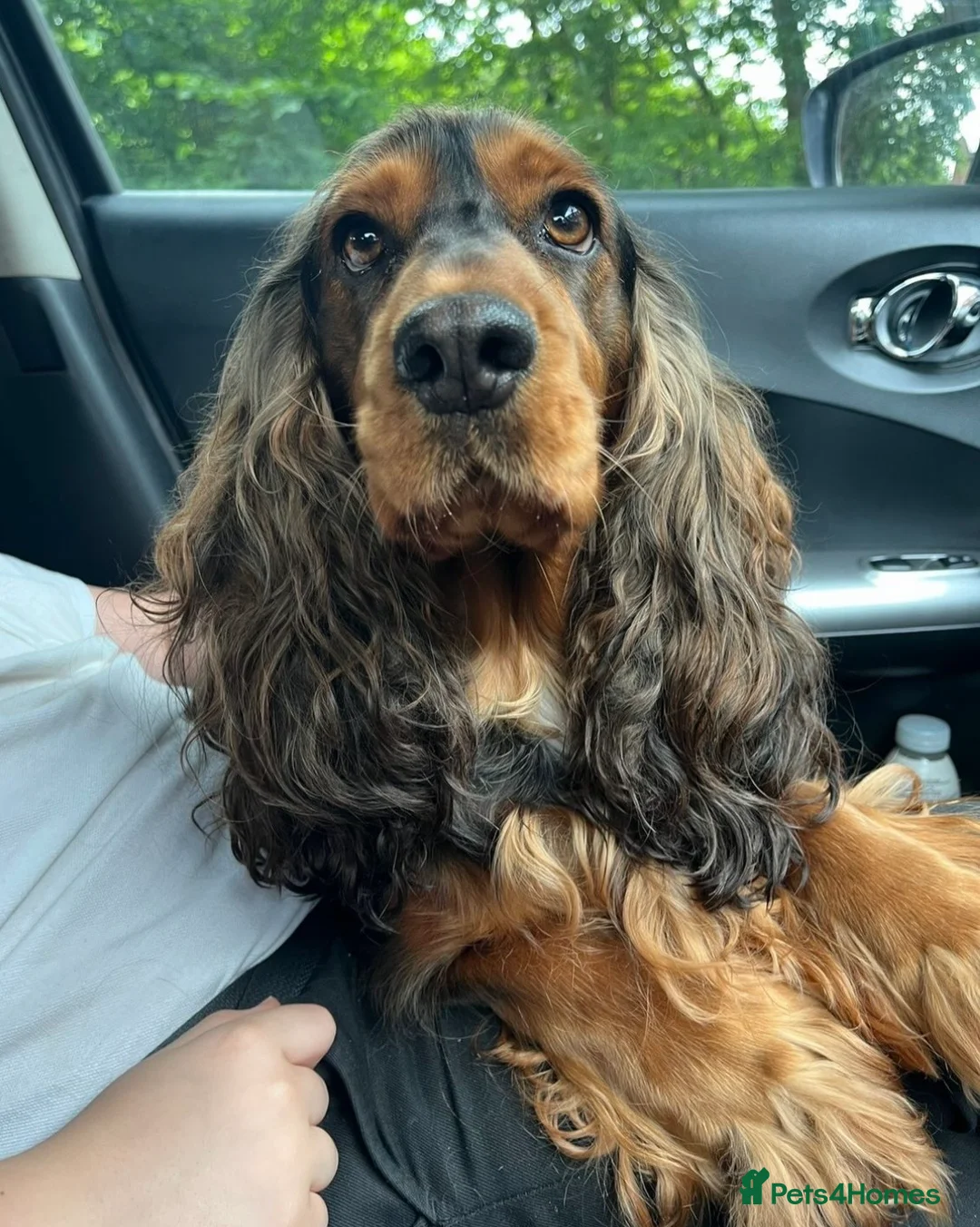 Cocker Spaniel dogs for sale: ✨Heath tested true to type KC show cockers✨ - Advert 14