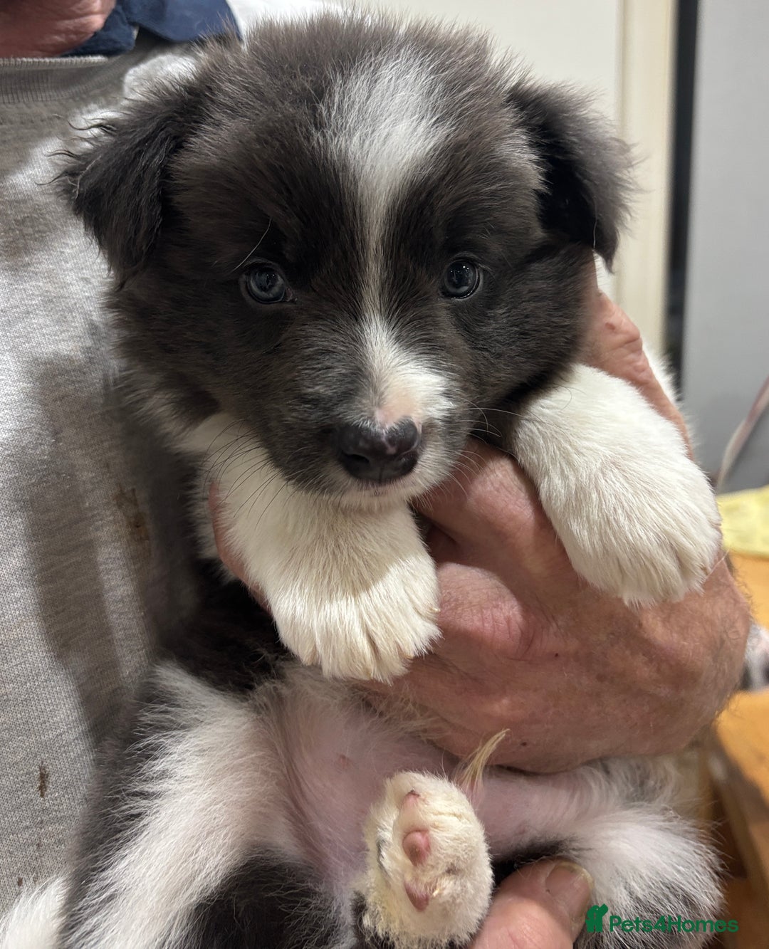 Border Collie dogs for sale:  One Blue & White Boy Available - Advert 1