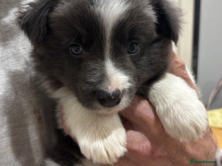 Border Collie dogs Long Haired KC Reg Border Collie puppies for sale - Advert 2