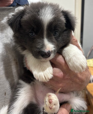 Border Collie dogs Long Haired KC Reg Border Collie puppies for sale - Advert 2