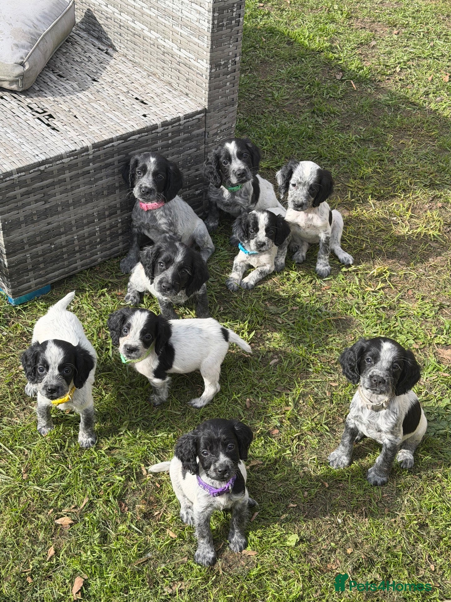 Sprocker dogs Sprocker Puppies  - Advert 4