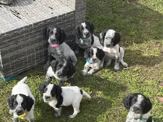 Sprocker dogs Sprocker Puppies - Advert 14