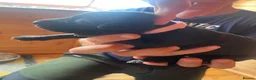Mixed Breed dogs for sale: Bedlington whippet pups in Brecon - Advert 4