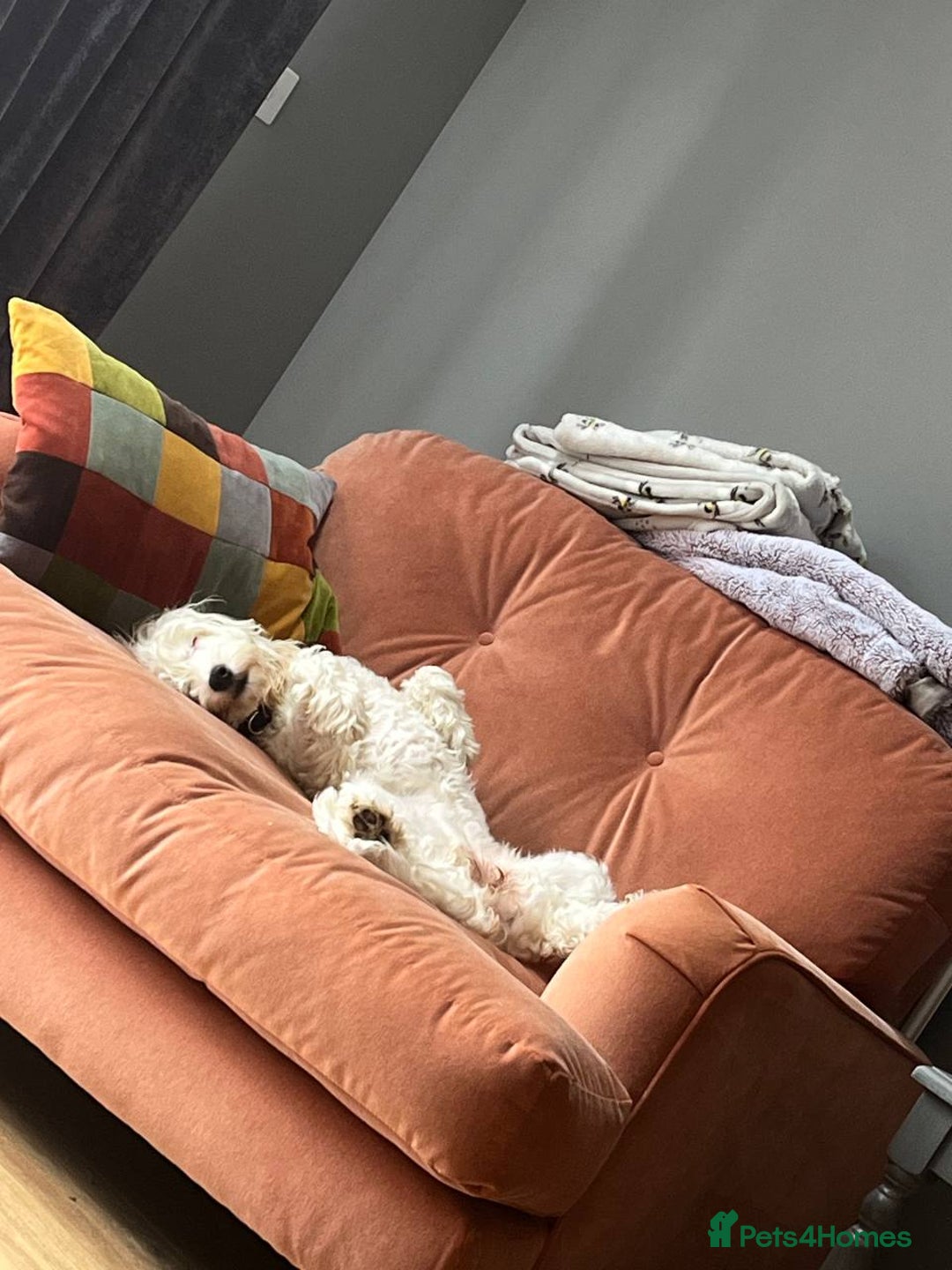 Cockapoo dogs for sale: Beloved Cockapoo Bubble for sale - Advert 16