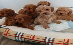 Cockapoo dogs for sale: Adorable F1B red cockapoo puppies  - Image 9