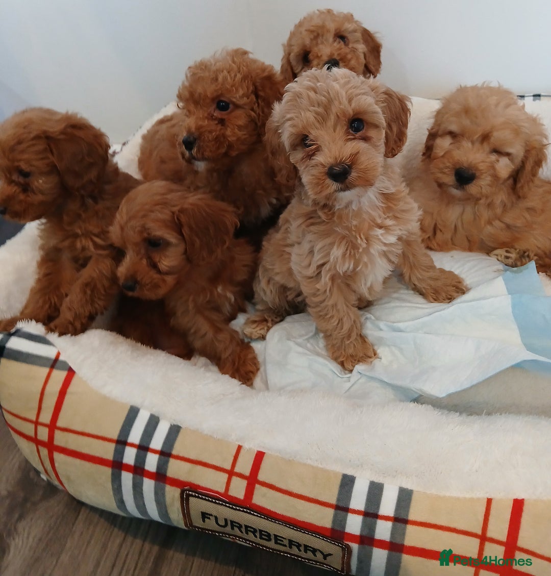 Cockapoo dogs for sale: Adorable F1B red cockapoo puppies  - Image 9