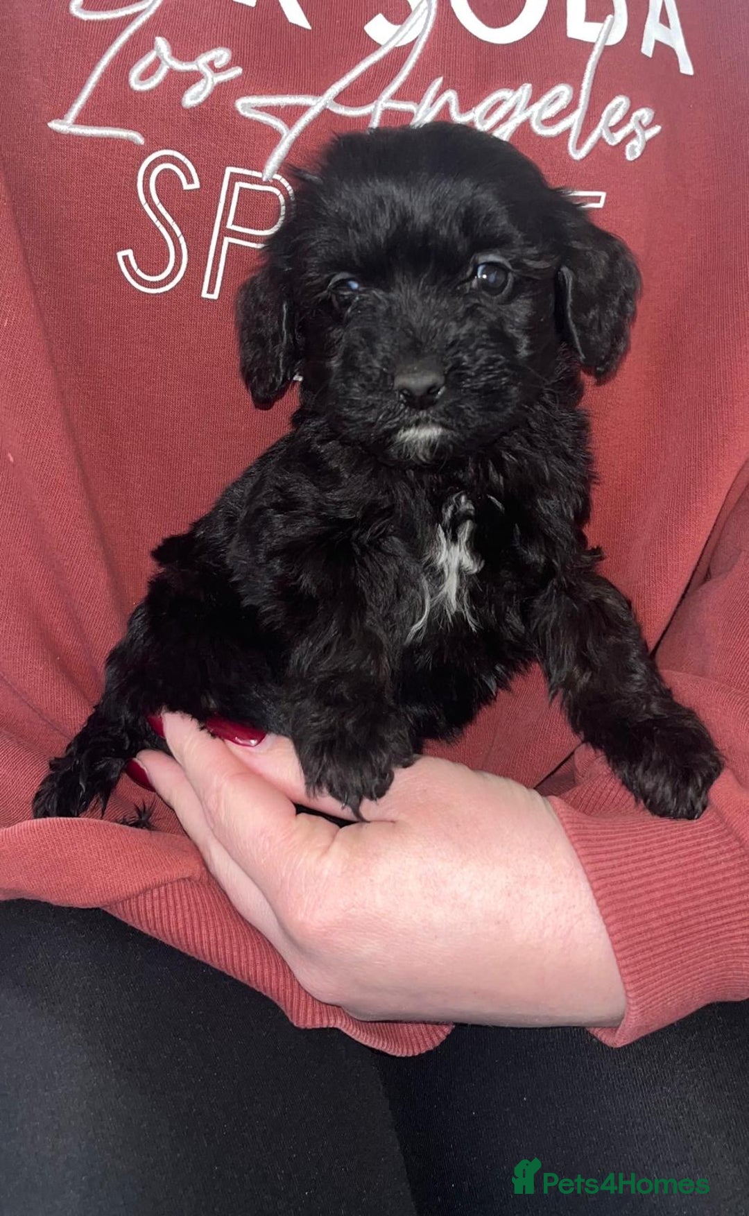 Cockapoo dogs for sale: Merle F1 Cockapoo  - Advert 8