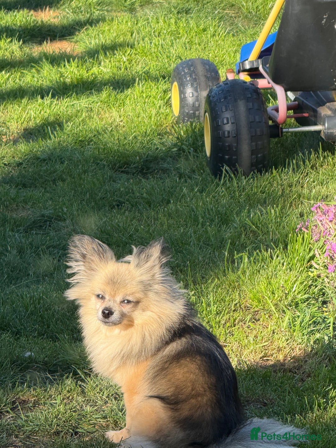 Pomchi dogs for sale: Beautiful fluff ball  - Advert 3