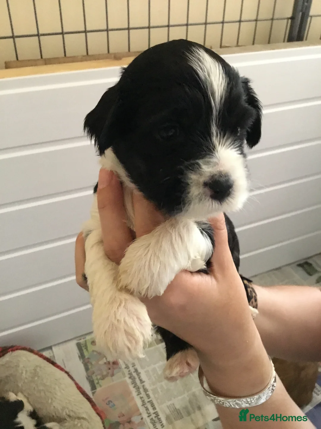 Tibetan Terrier dogs for sale: Kc registered litter of Tibetan terriers  - Advert 2
