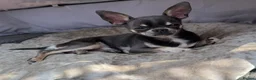 Chiweenie dogs for sale: Chiweenie chihuahua dachshund pups  - Advert 12