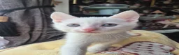 Mixed Breed cats for sale: White Kittens Ready to leave - Advert 12