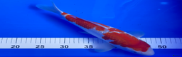 Koi Carp fish for sale: Huge selection of Japanese Koi for sale - Advert 27