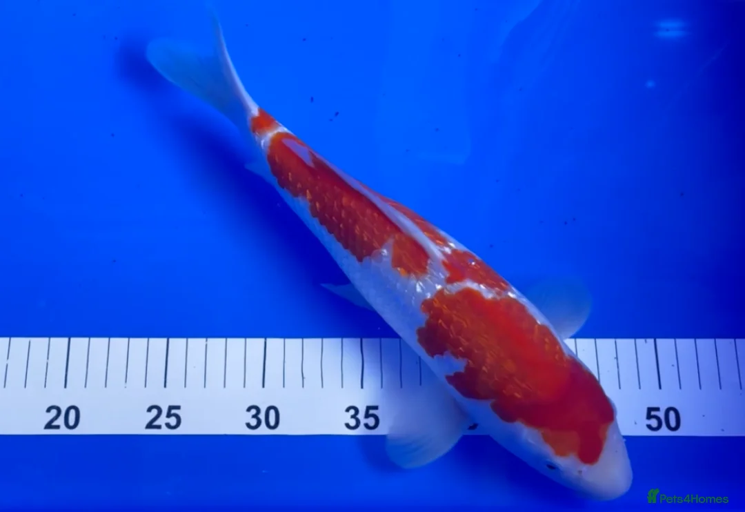 Koi Carp fish for sale: MASSIVE WINTER KOI SALE - 50% off - Advert 26
