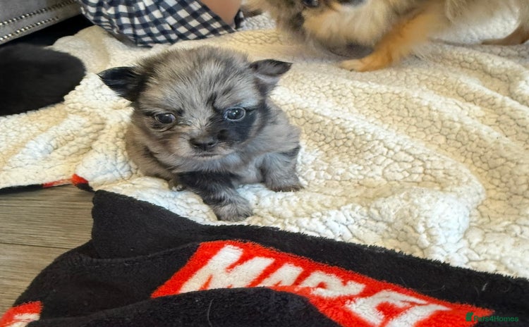 Pomchi dogs 3/4 Pomeranian  - Advert 11