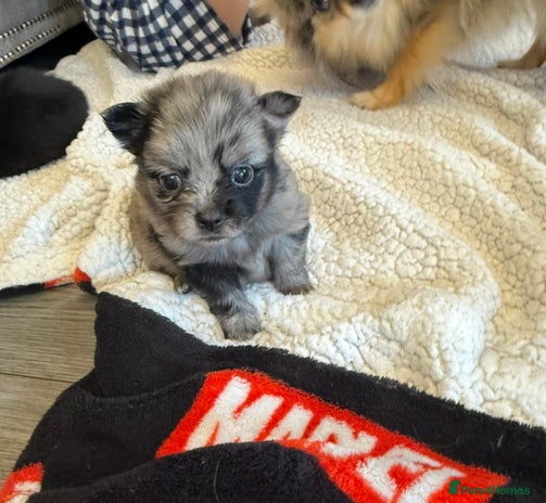 Pomchi dogs 3/4 Pomeranian - Advert 11