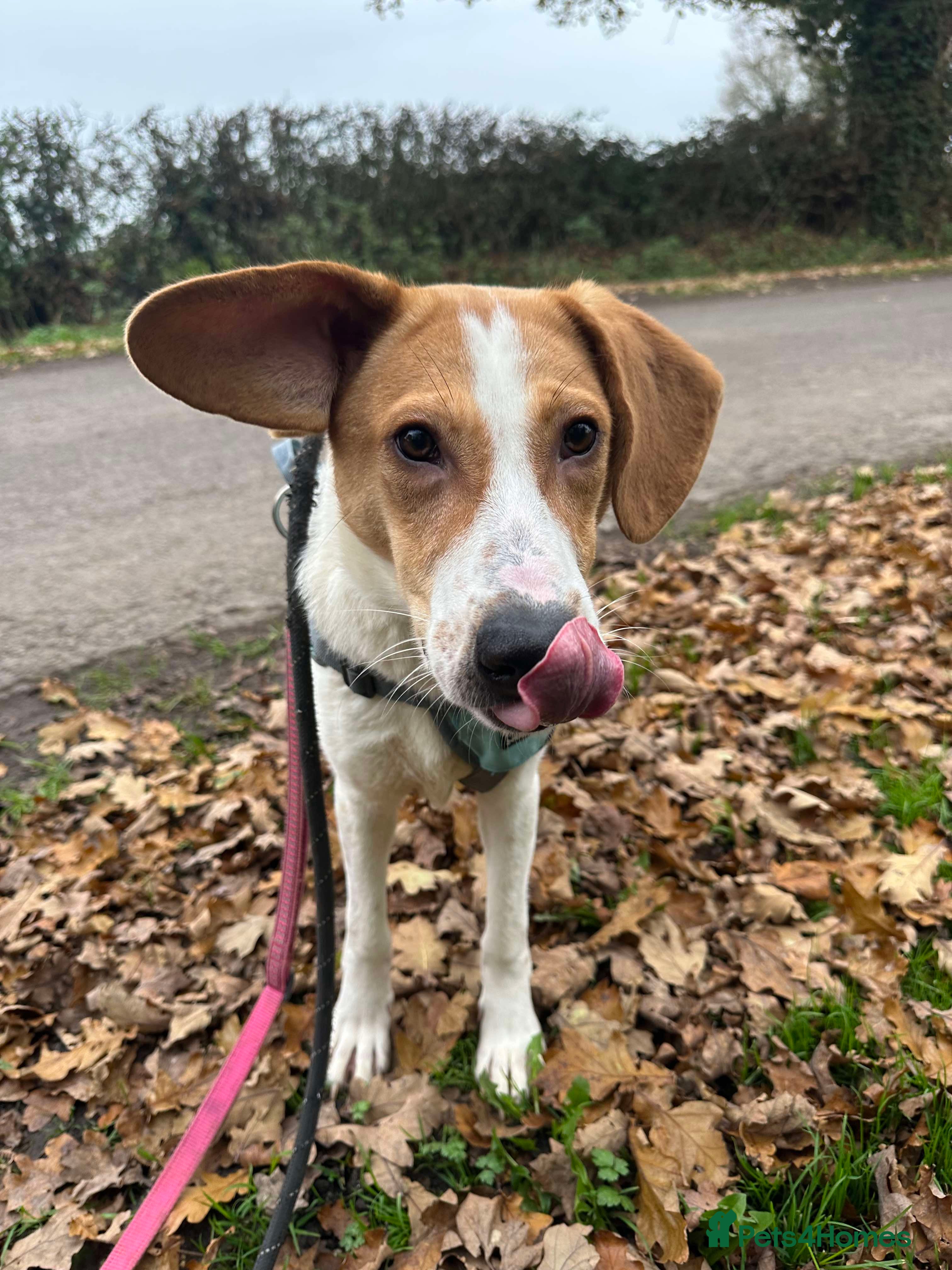 Mixed Breed dogs Meet Jordan, currently residing in Cheshire  in Nantwich - Advert 3