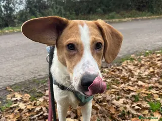 Mixed Breed dogs Meet Jordan, currently residing in Cheshire in Nantwich - Advert 13