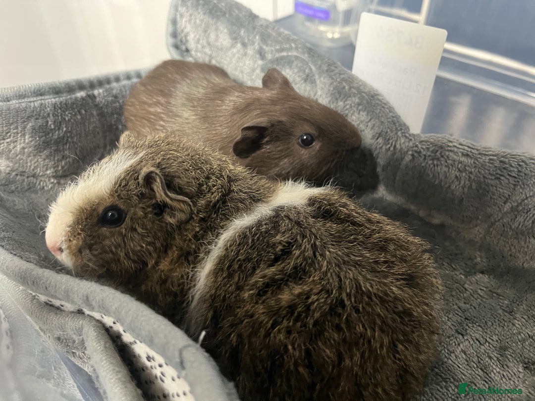 Guinea Pig rodents for sale: Adorable pair of bonded brothers. 5 weeks old  - Advert 5