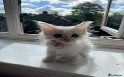 Maine Coon cats for sale: Ready Now! White Maine Coon x Ragdoll 🐱 - Image 7