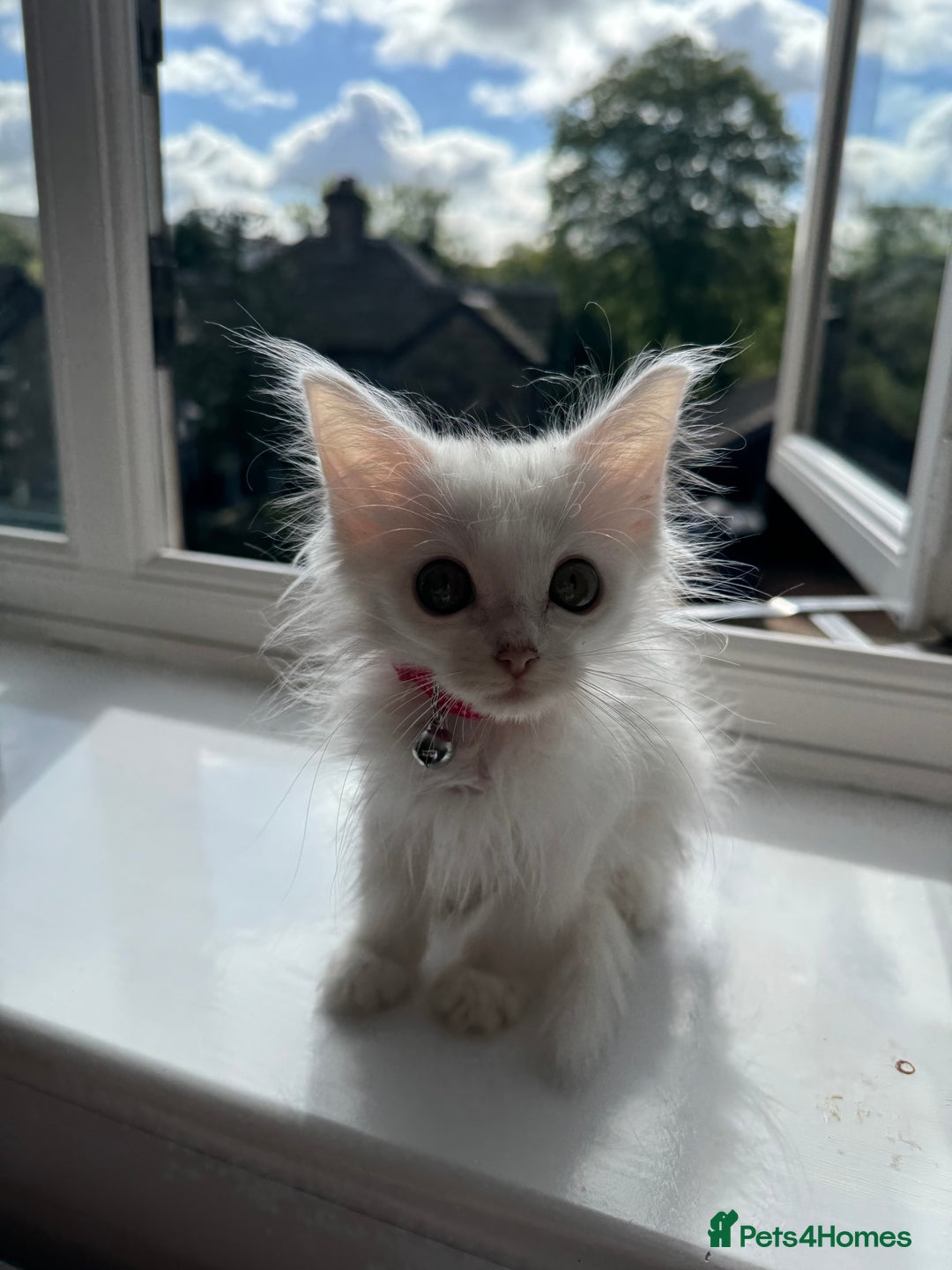 Maine Coon cats for sale: Ready Now! White Maine Coon x Ragdoll 🐱 - Image 7