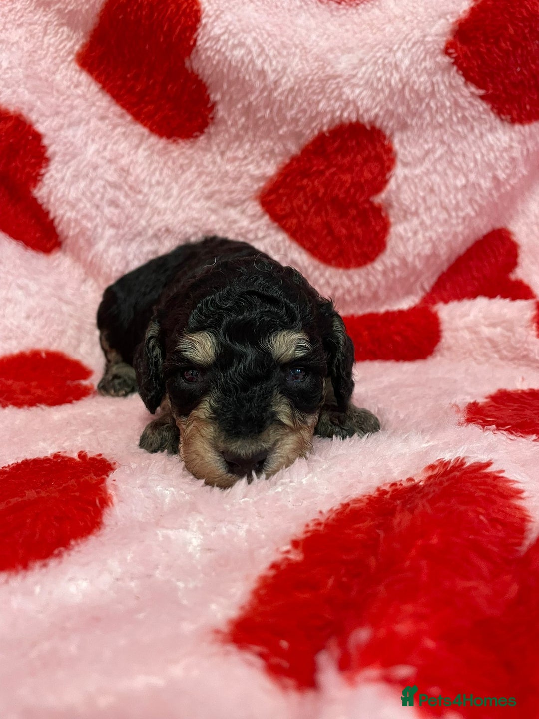 Cavapoo dogs for sale: Beautiful cavapoo puppies - Advert 2