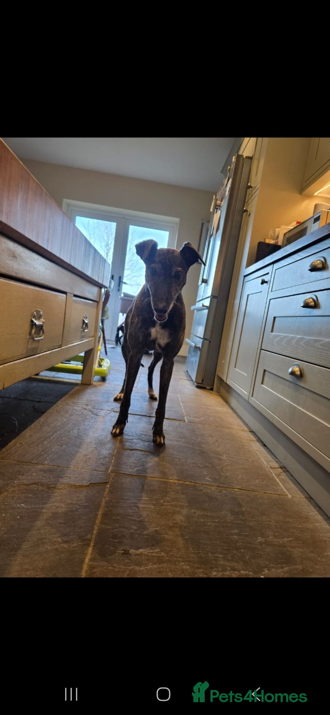 Greyhound dogs for sale: 7 yo greyhound female. For warm loving home. - Advert 5