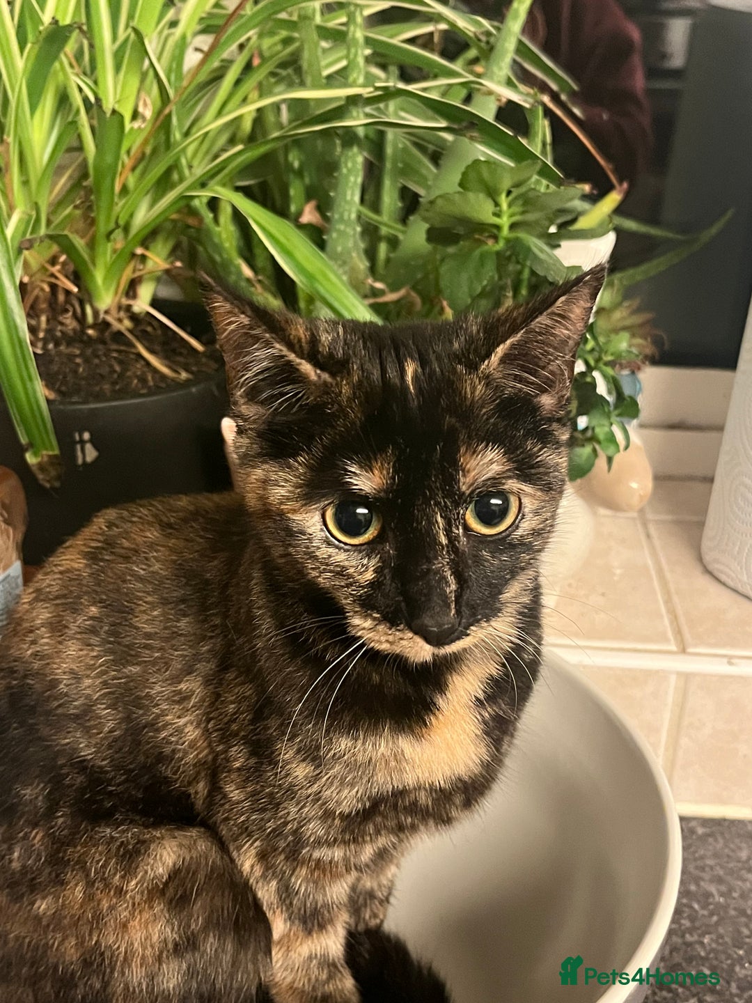 British Shorthair cats for sale: Gorgeous British Shorthair Babies full Flea & Worm - Image 1