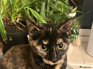 Mixed Breed cats PLEASE READ DESCRIPTION - kittens available - Advert 23