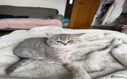 British Shorthair cats for sale: Bsh Cute Teddy Bears  - Advert 7