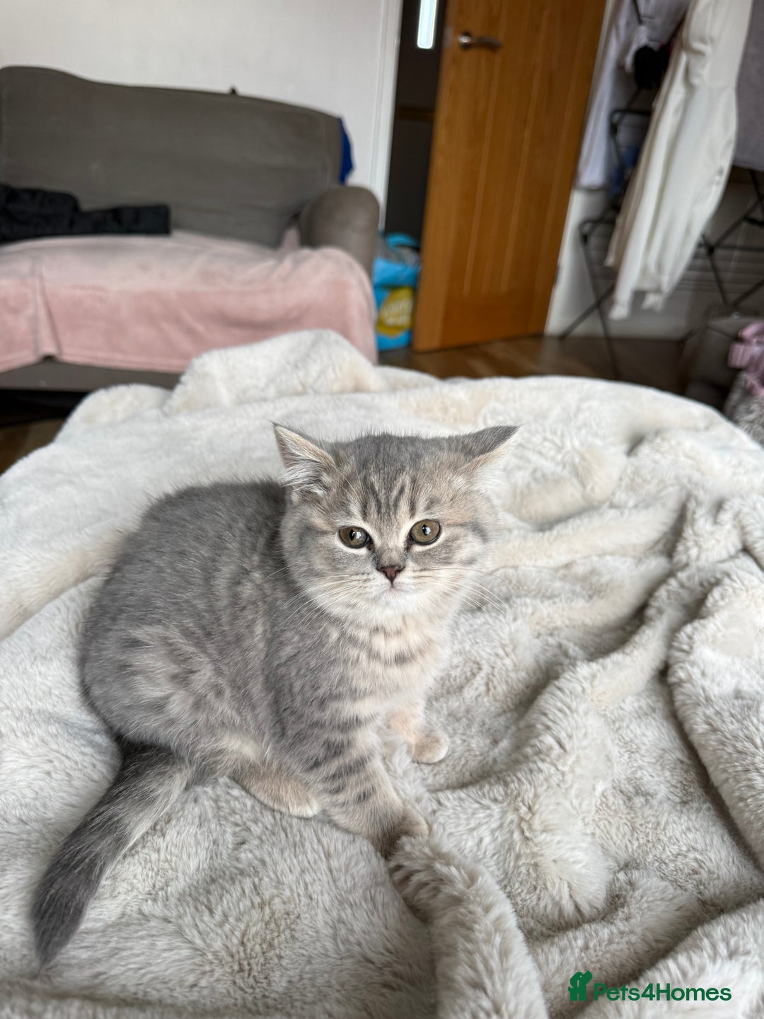 British Shorthair cats for sale: Bsh Cute Teddy Bears  - Advert 7