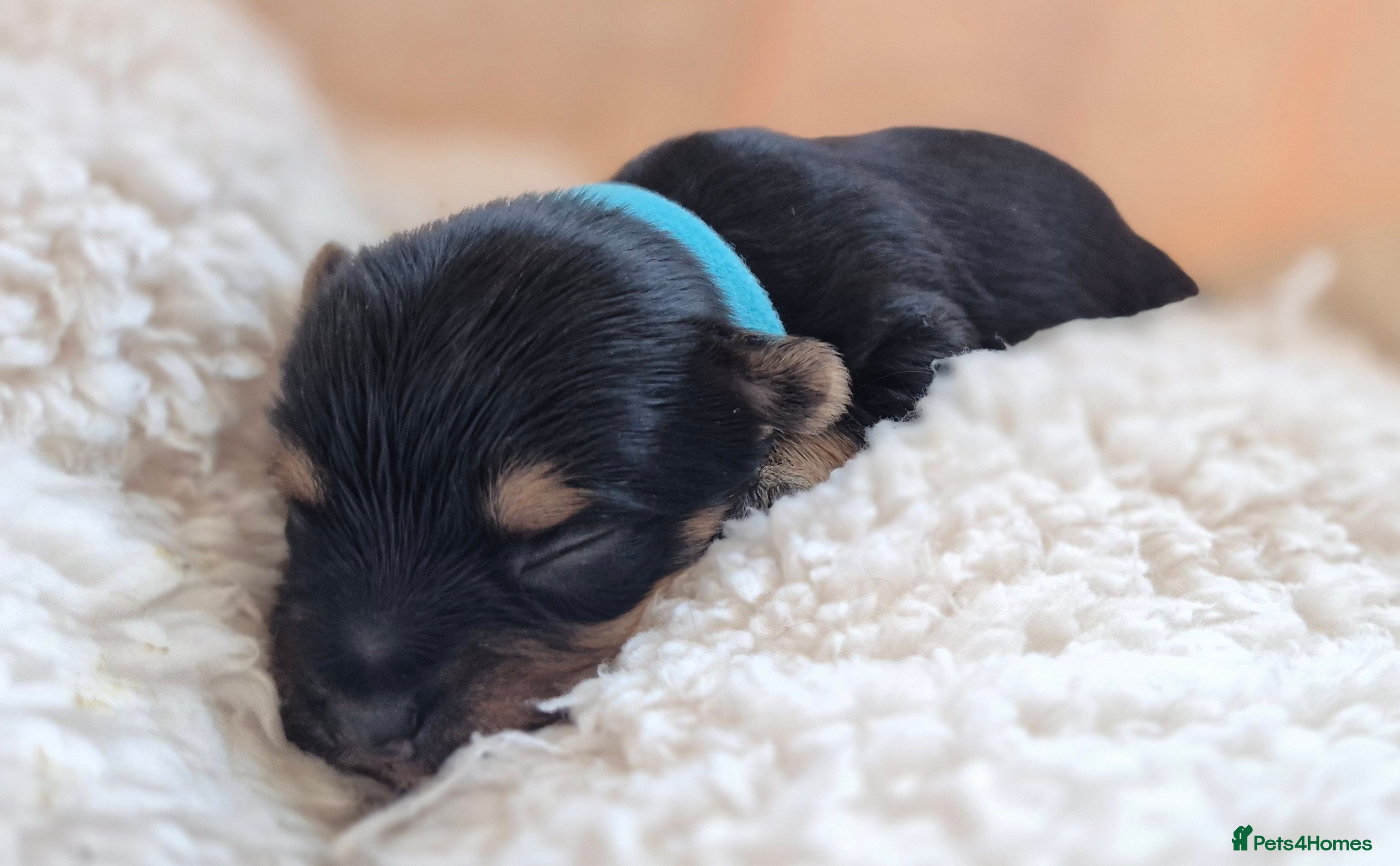 Yorkshire Terrier dogs Gorgeous Lilliputian Yorkies available  - Advert 2