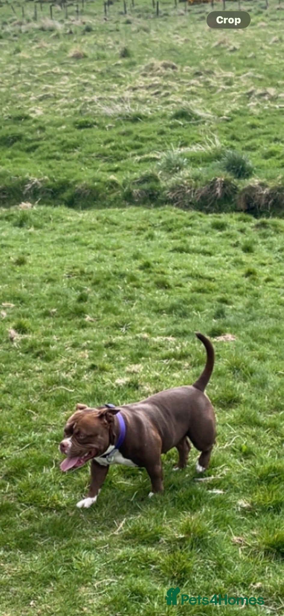 American Bully dogs Pocket bully - Advert 10