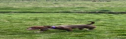 American Bully dogs for sale: Pocket bully - Advert 1