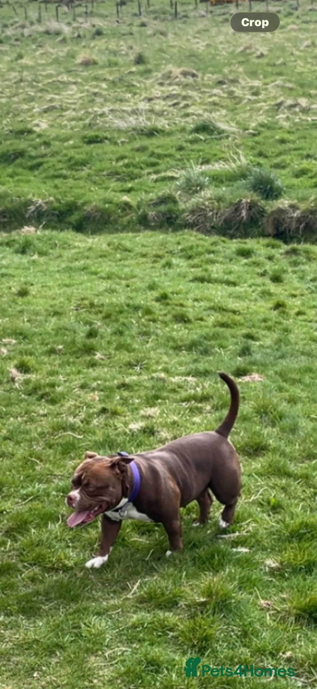 American Bully dogs for sale: Pocket bully - Advert 1