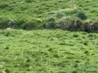 American Bully dogs Pocket bully - Advert 1