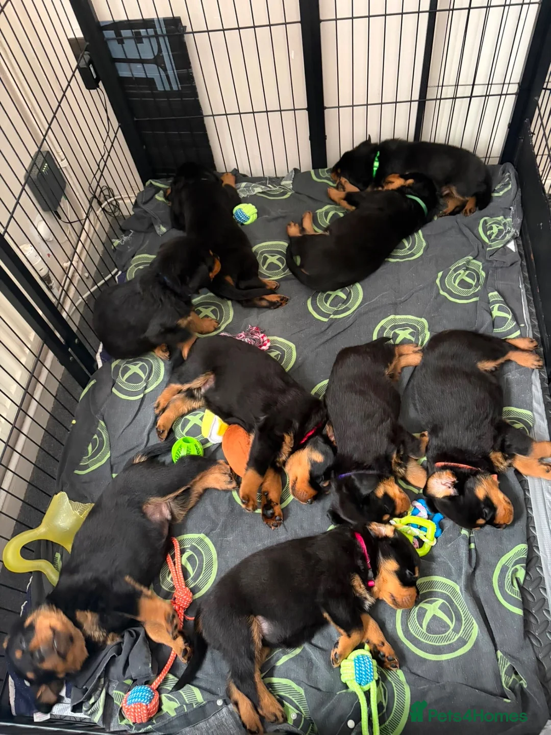 Rottweiler dogs for sale: Pure Breed Rottweiler  - Advert 2