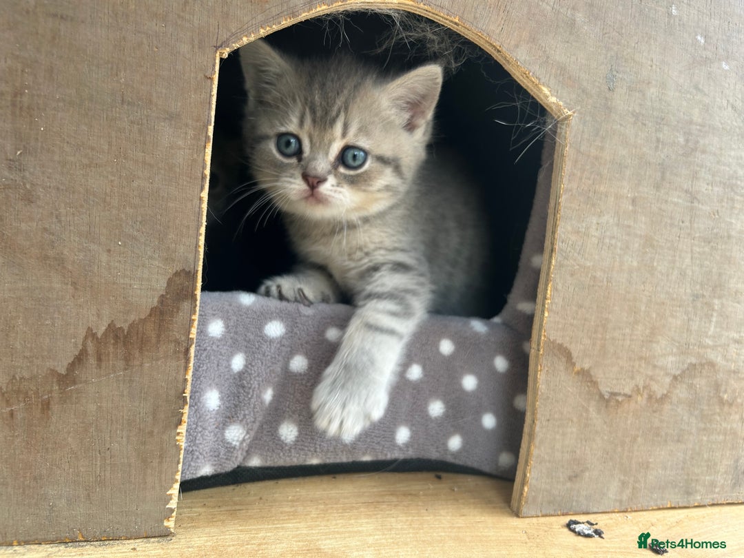 British Shorthair cats for sale: British shorthair kittens  - Image 32