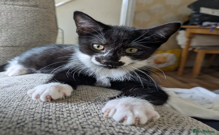 Mixed Breed cats - Advert 16