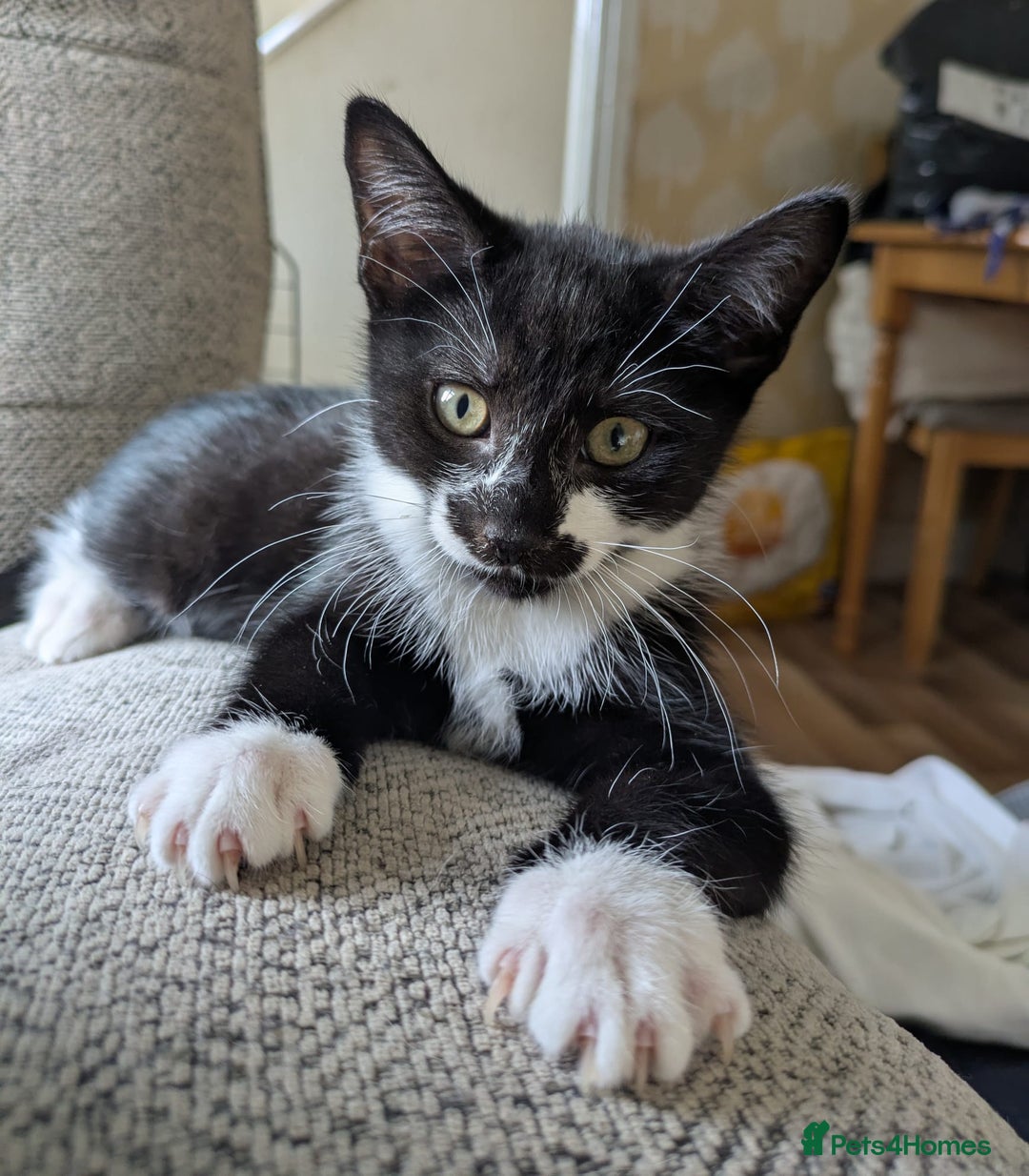 Mixed Breed cats for sale: 2 male kittens ready for new adventures - Image 1